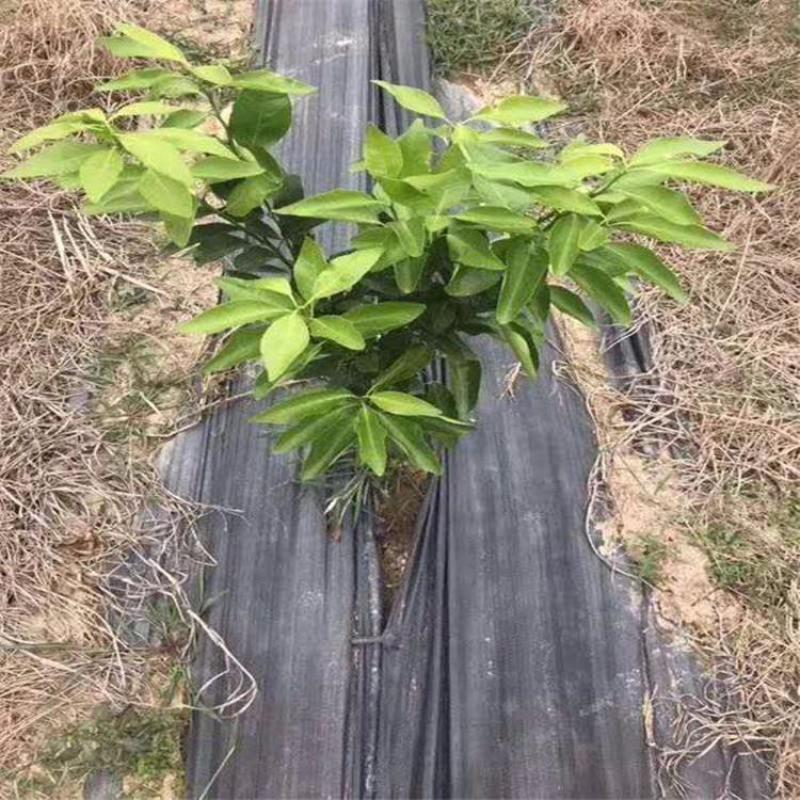 药材防草布多少钱一平米PE防草布价格预测