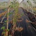 药材防草布多少钱一平米PE防草布价格预测