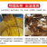 新款家用榨油机家庭全自动智能小型电动不锈钢商用冷热榨油