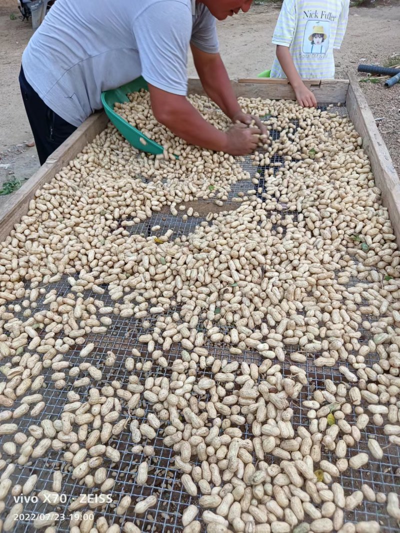 【产地直销】安徽优质鲜花生大量上市质量保证电话联系优惠