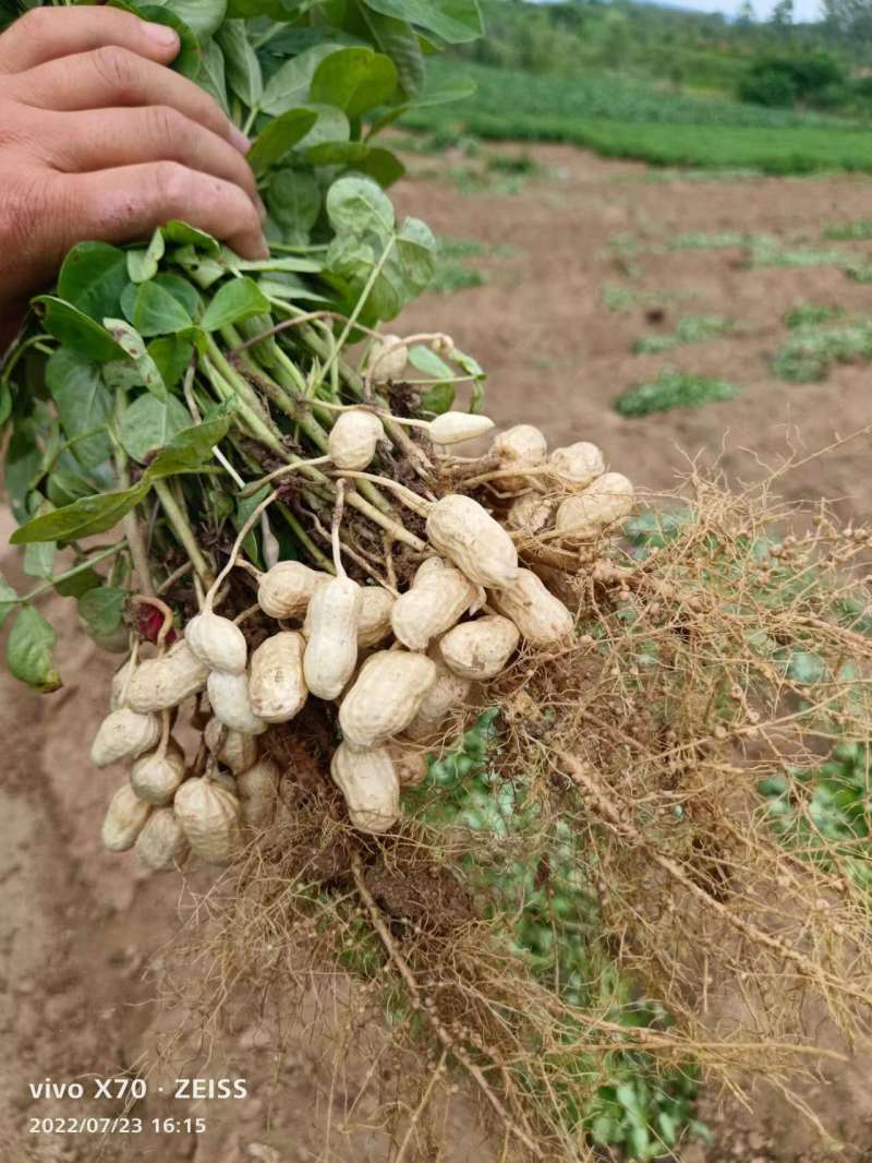 【产地直销】安徽优质鲜花生大量上市质量保证电话联系优惠
