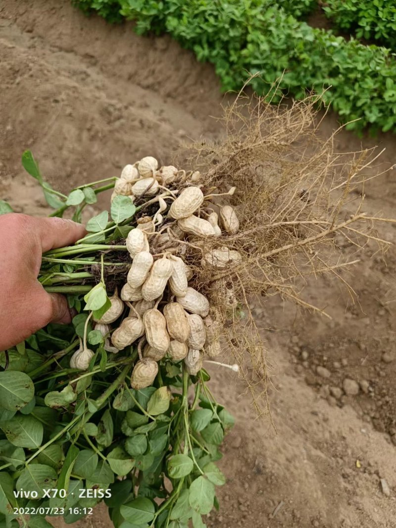 【产地直销】安徽优质鲜花生大量上市质量保证电话联系优惠