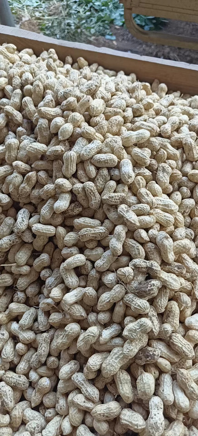 【产地直销】安徽优质鲜花生大量上市质量保证电话联系优惠