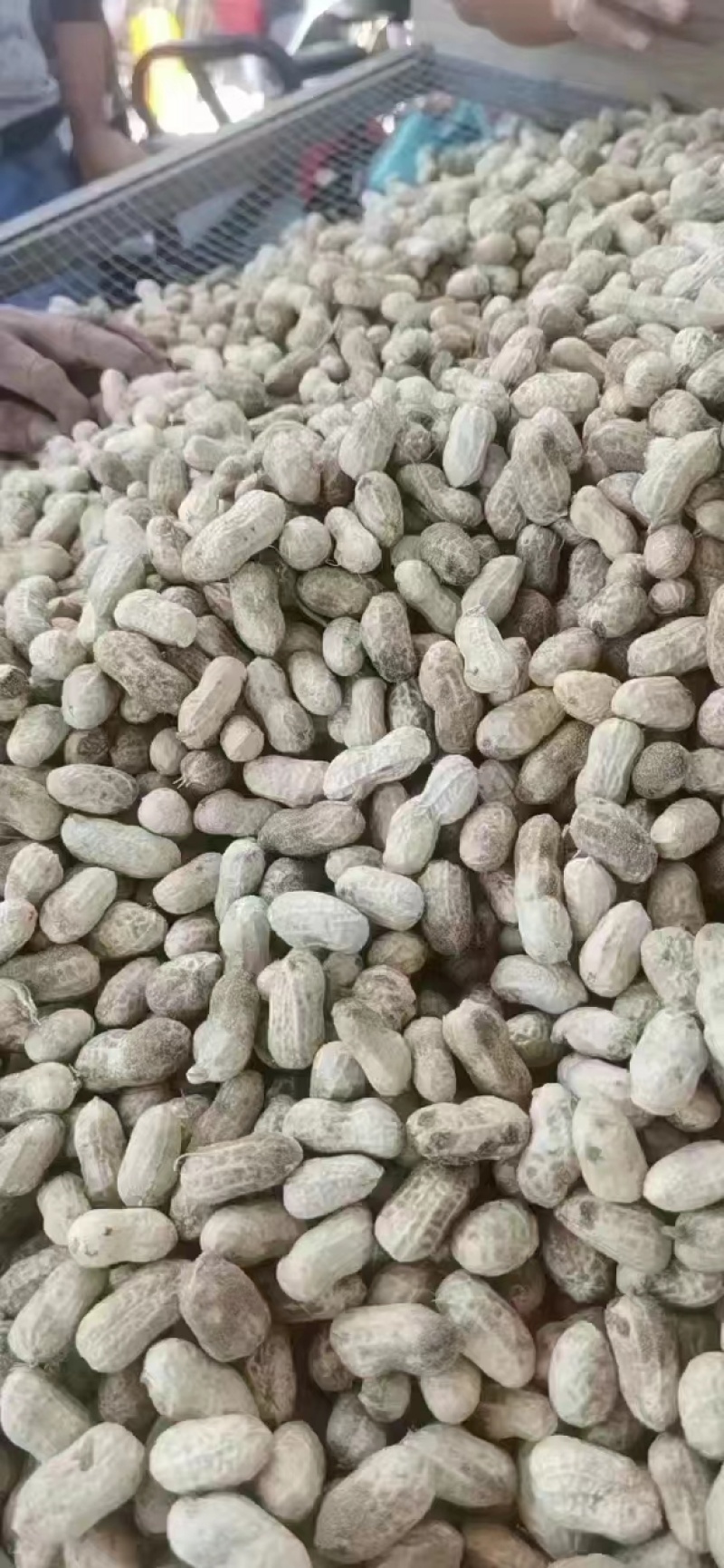 【产地直销】安徽优质鲜花生大量上市质量保证电话联系优惠