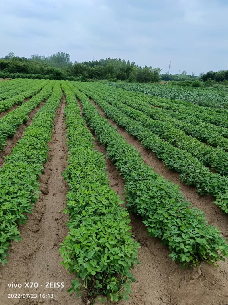 【量大从优】安徽优质鲜花生大量上市质量保证电话联系优惠