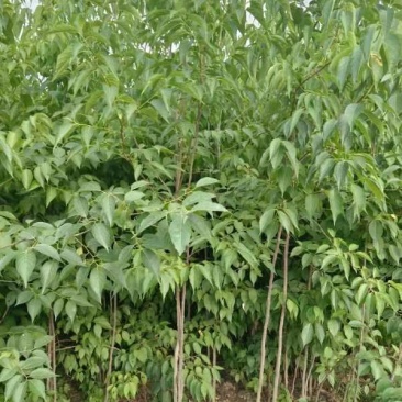中药材种子种苗蜀道地杜仲种苗出售中药材种植基地直发