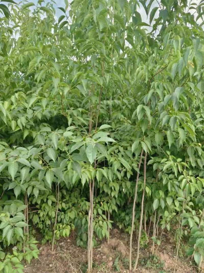 中药材种子种苗蜀道地杜仲种苗出售中药材种植基地直发