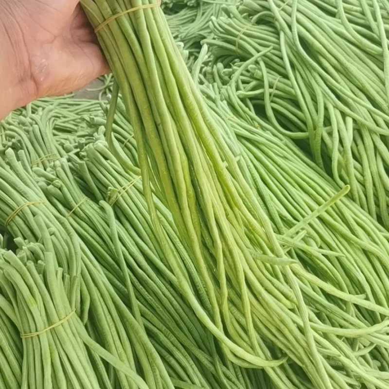 【实力】开封精品豆角大量上市诚信经营质量保证欢迎考察