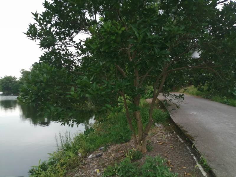 长寿区60亩水库出zu