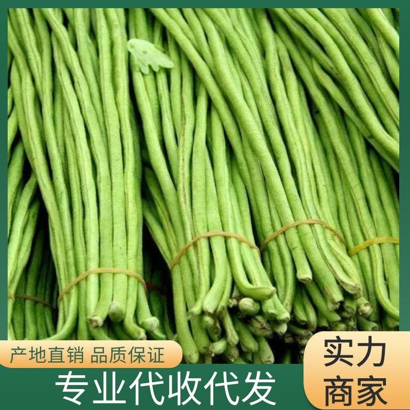 【实力】开封精品豆角大量上市诚信经营质量保证欢迎考察