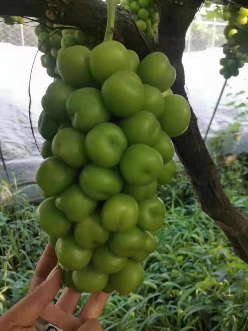 砀山阳光玫瑰，大量上市，产地直供，量大从优欢迎咨询来电