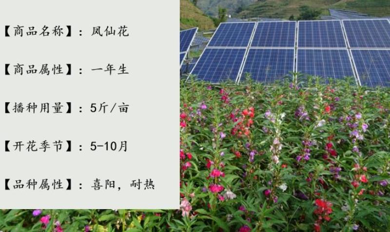 凤仙花种子混色指甲花景观绿化盆栽庭院花种籽子四季播种开花