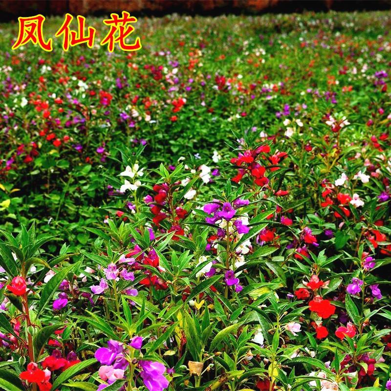 凤仙花种子混色指甲花景观绿化盆栽庭院花种籽子四季播种开花