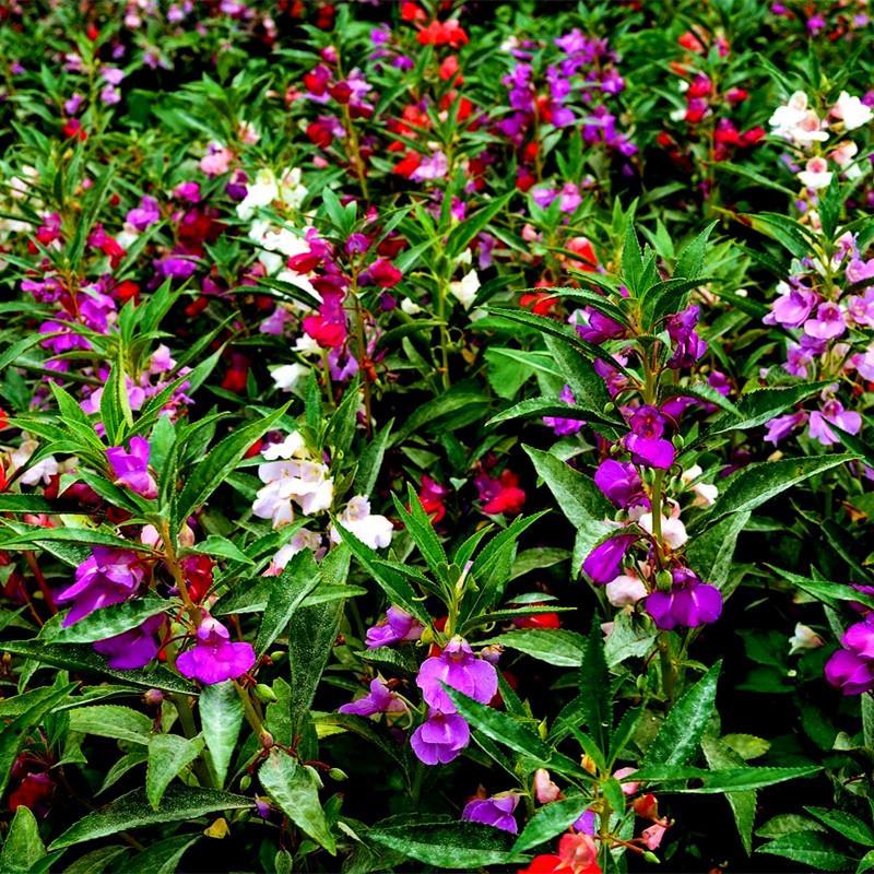 凤仙花种子混色指甲花景观绿化盆栽庭院花种籽子四季播种开花