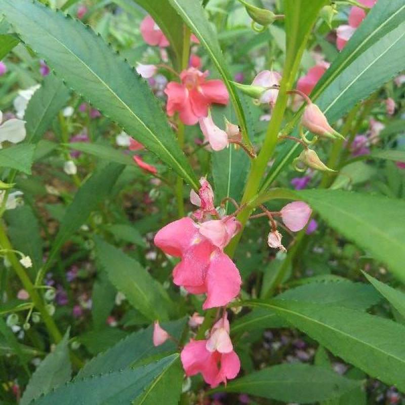 凤仙花种子混色指甲花景观绿化盆栽庭院花种籽子四季播种开花