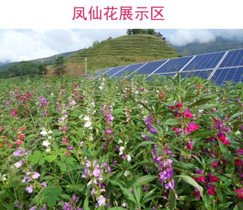 凤仙花种子混色指甲花景观绿化盆栽庭院花种籽子四季播种开花