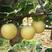 河北精品皇冠梨，产地直供，皮薄多汁大量上市，欢迎致电