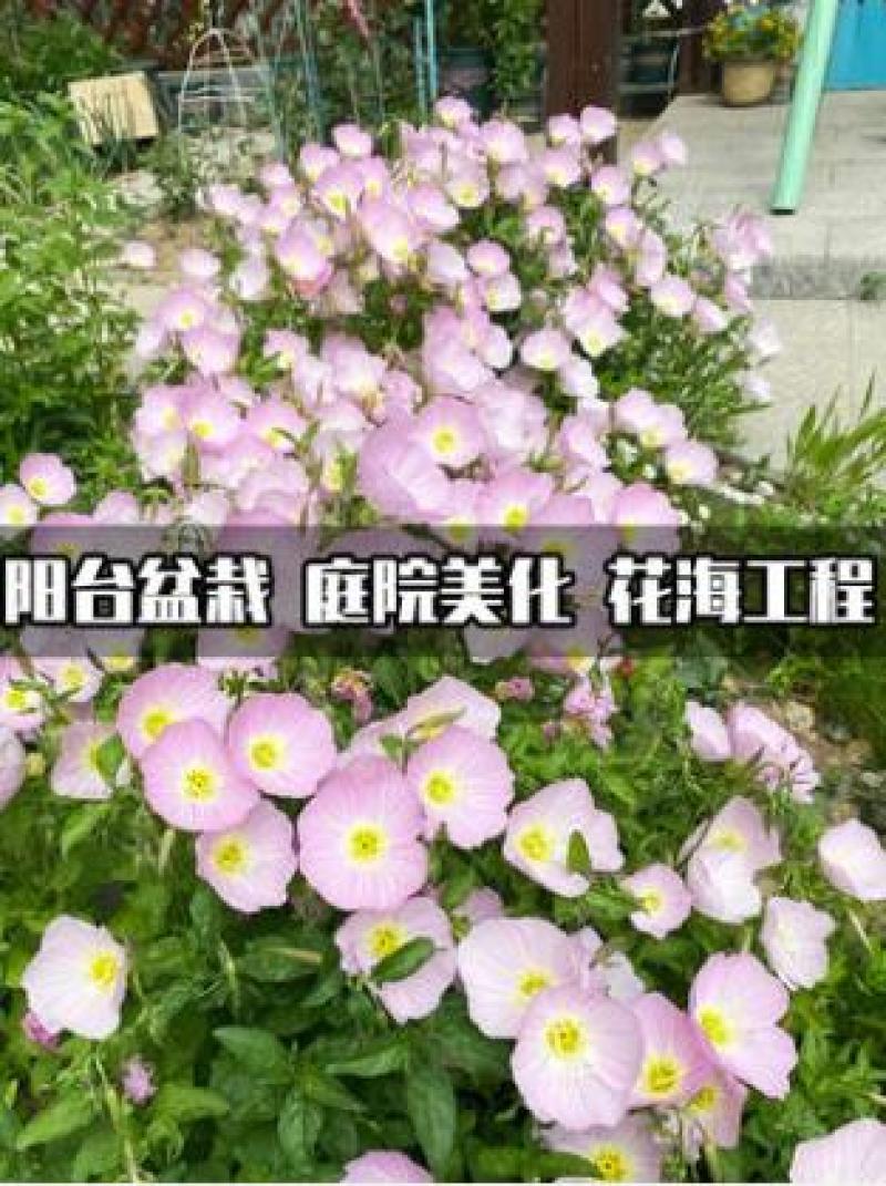 美丽月见草种子多年生四季开花易活阳台盆栽室外庭院花卉花种
