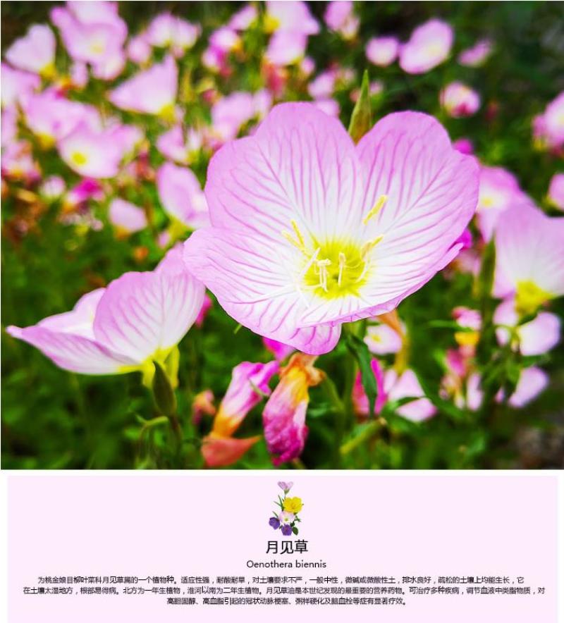 美丽月见草种子多年生四季开花易活阳台盆栽室外庭院花卉花种