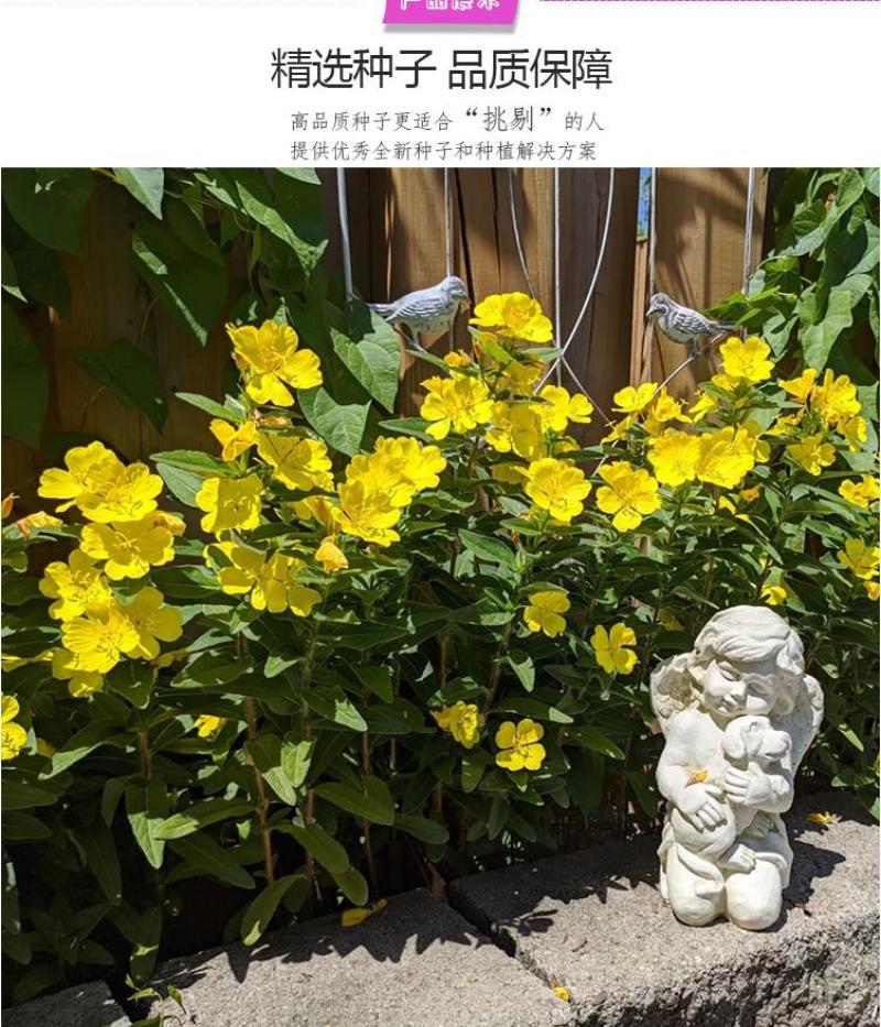 美丽月见草种子多年生四季开花易活阳台盆栽室外庭院花卉花种