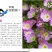 美丽月见草种子多年生四季开花易活阳台盆栽室外庭院花卉花种