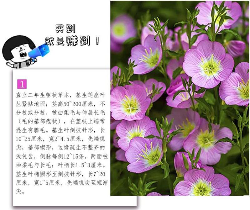 美丽月见草种子多年生四季开花易活阳台盆栽室外庭院花卉花种