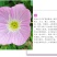 美丽月见草种子多年生四季开花易活阳台盆栽室外庭院花卉花种