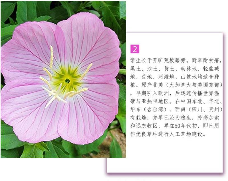 美丽月见草种子多年生四季开花易活阳台盆栽室外庭院花卉花种