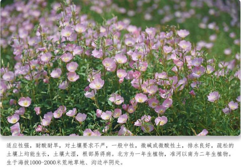 美丽月见草种子多年生四季开花易活阳台盆栽室外庭院花卉花种