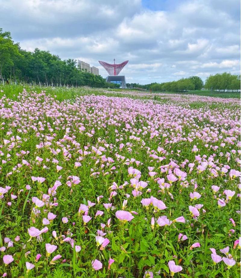 美丽月见草种子多年生四季开花易活阳台盆栽室外庭院花卉花种
