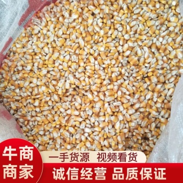 优质玉米水份干2022新粮一手货源视频看货品质保证
