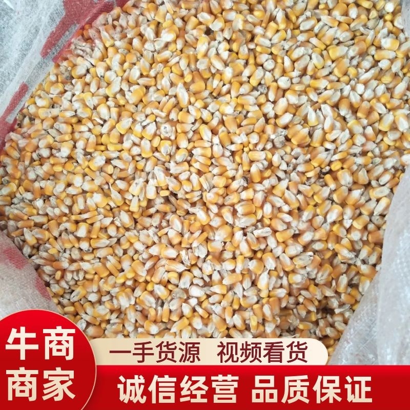 优质玉米水份干2022新粮一手货源视频看货品质保证