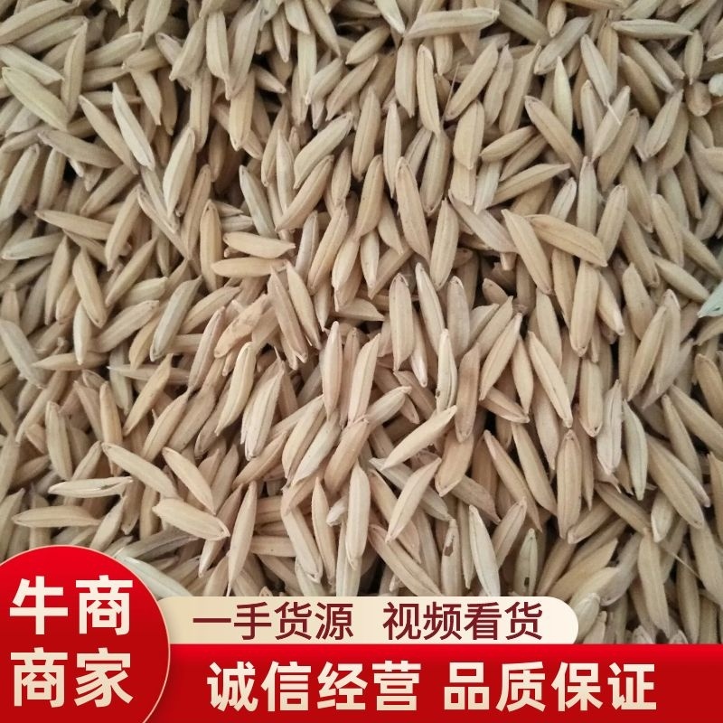 汉中优质香稻谷米质优口感好一手货源视频看货品质保证