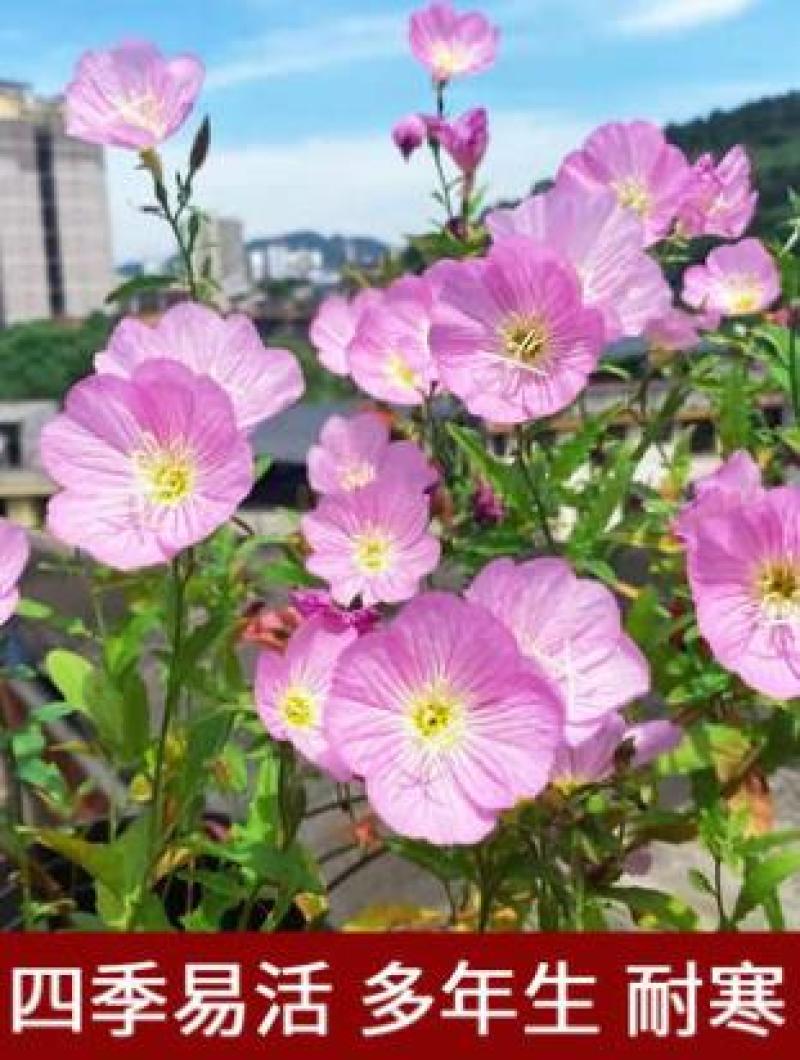 美丽月见草花种籽子多年生花海一年四季开花易活室外庭院见土