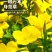美丽月见草花种籽子多年生花海一年四季开花易活室外庭院见土