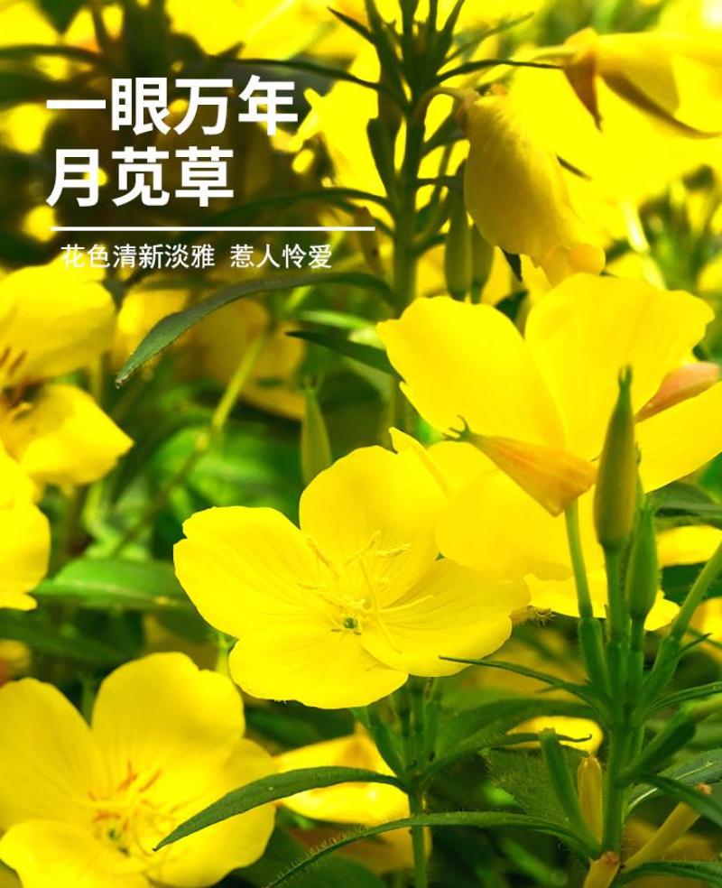 美丽月见草花种籽子多年生花海一年四季开花易活室外庭院见土