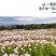 美丽月见草花种籽子多年生花海一年四季开花易活室外庭院见土