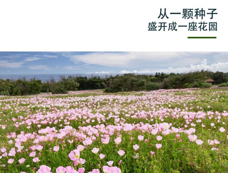 美丽月见草花种籽子多年生花海一年四季开花易活室外庭院见土
