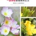 美丽月见草花种籽子多年生花海一年四季开花易活室外庭院见土