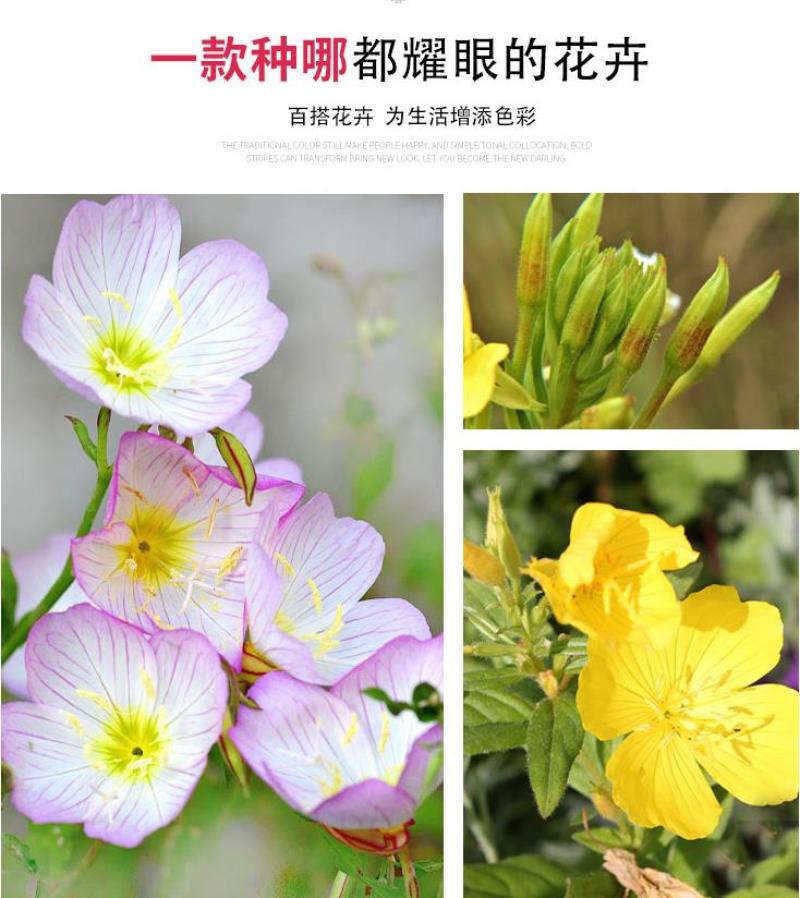 美丽月见草花种籽子多年生花海一年四季开花易活室外庭院见土