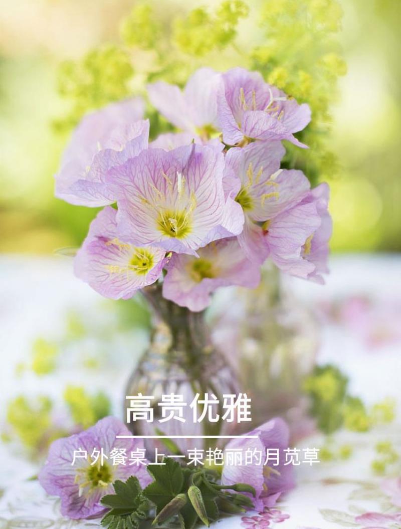 美丽月见草花种籽子多年生花海一年四季开花易活室外庭院见土
