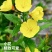 美丽月见草花种籽子多年生花海一年四季开花易活室外庭院见土