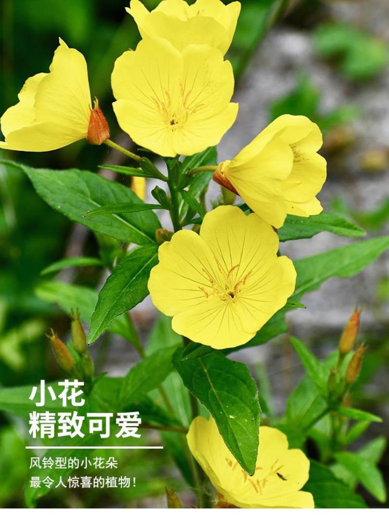 美丽月见草花种籽子多年生花海一年四季开花易活室外庭院见土