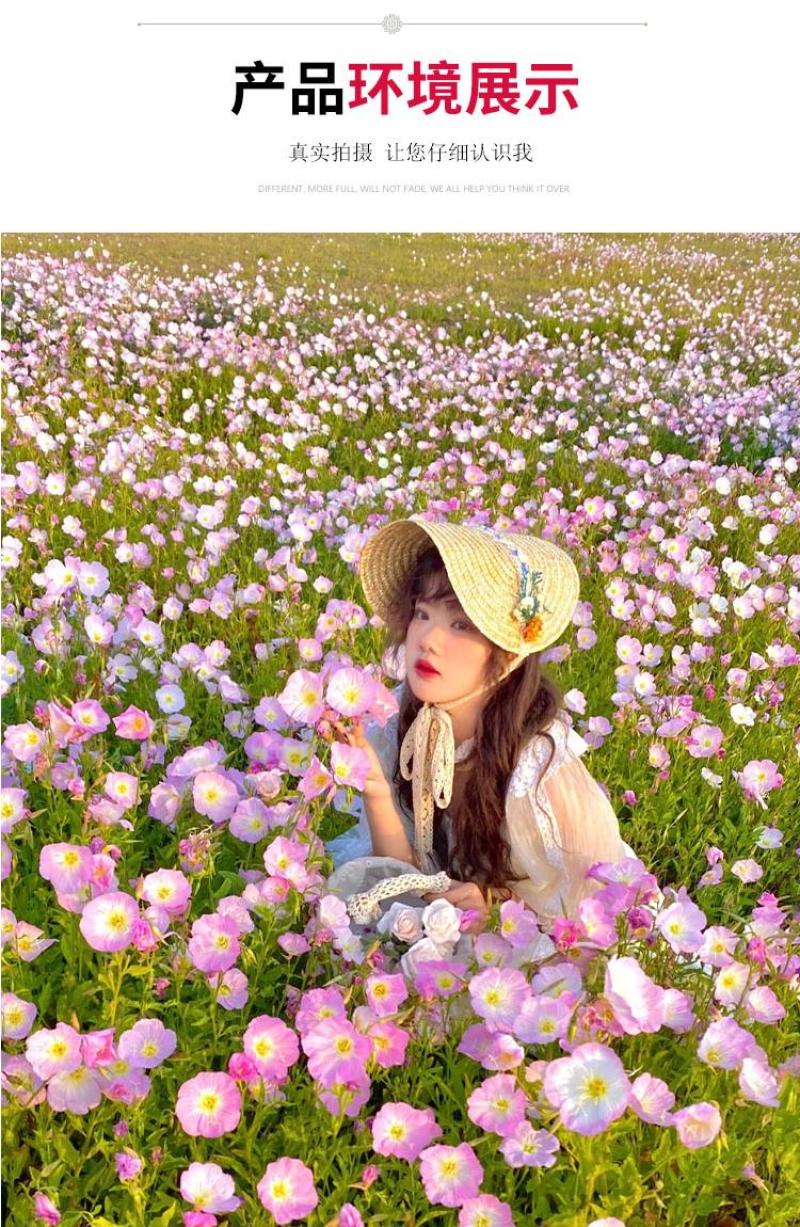 美丽月见草花种籽子多年生花海一年四季开花易活室外庭院见土