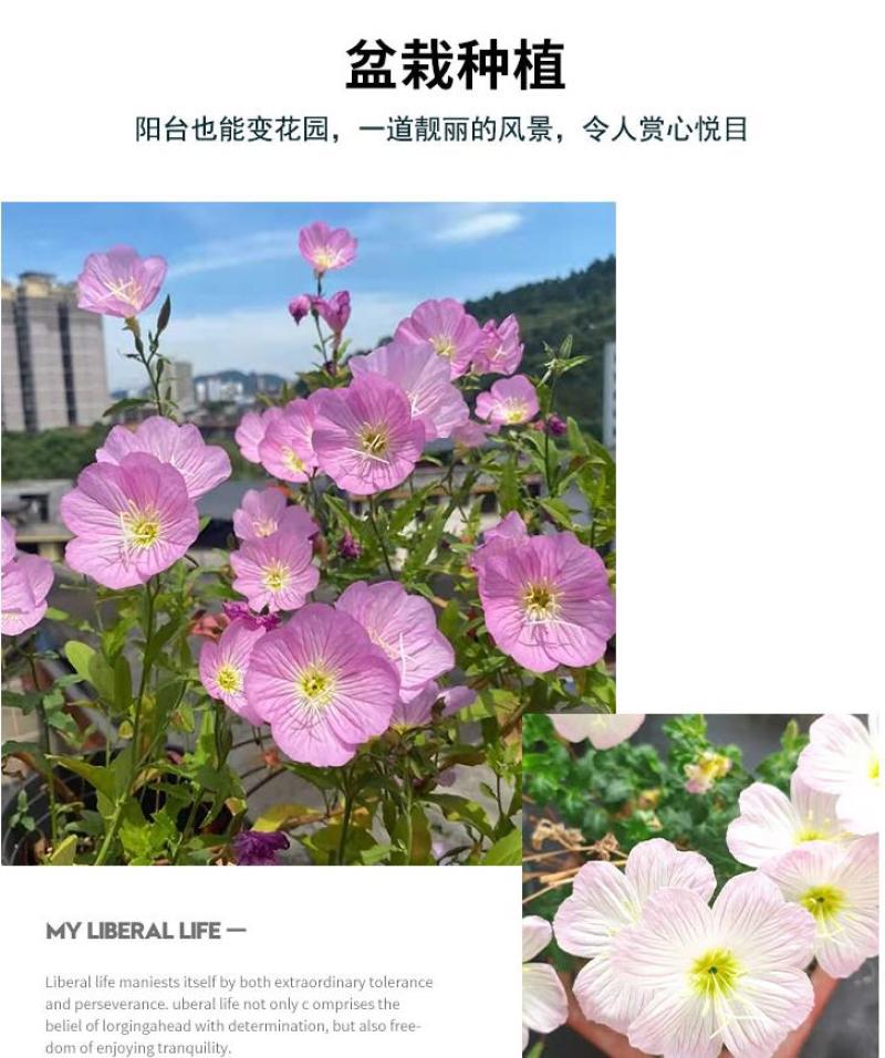 美丽月见草花种籽子多年生花海一年四季开花易活室外庭院见土