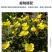 美丽月见草花种籽子多年生花海一年四季开花易活室外庭院见土