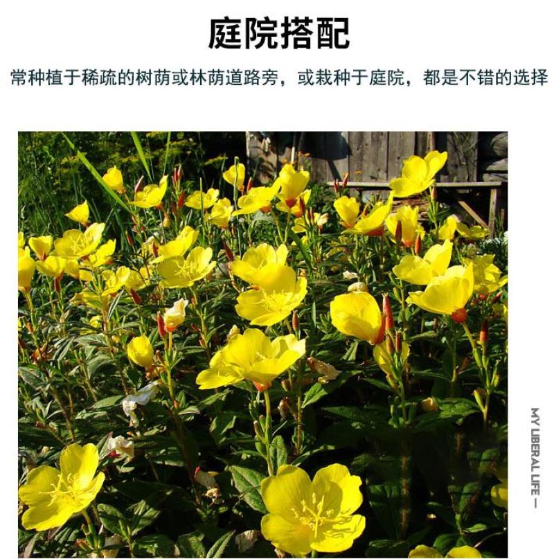 美丽月见草花种籽子多年生花海一年四季开花易活室外庭院见土