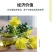 美丽月见草花种籽子多年生花海一年四季开花易活室外庭院见土