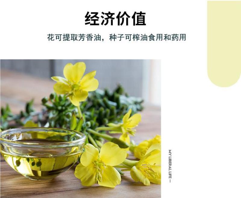 美丽月见草花种籽子多年生花海一年四季开花易活室外庭院见土