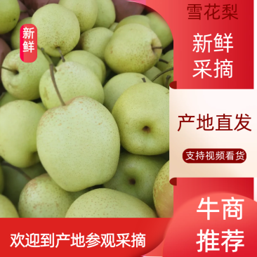 净树雪梨原装袋装框量大价优水分足甜度高